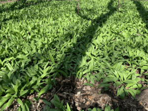 Ramps flourishing in partial shade in Porter County.