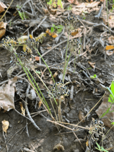 Ramp seeds on flower