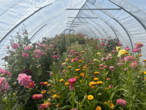 No-till CLDCM flowers
