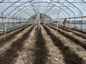 Spring planting on previous CLDCM bed