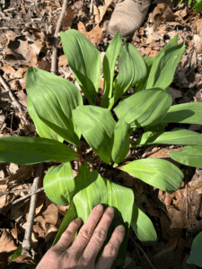 Grandmother or triple leafed ramp.