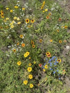 wildflower patch