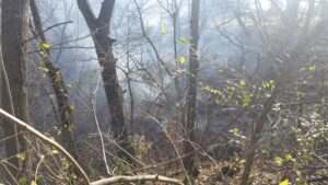 timber fire 2