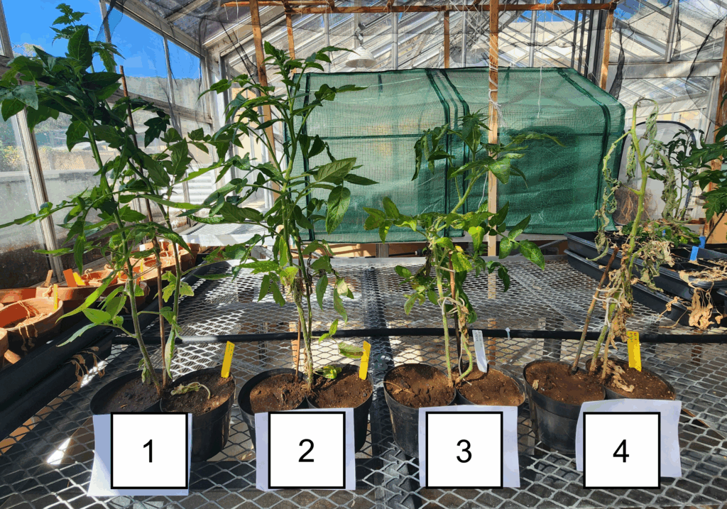 Image of four tomato plants lined up side-by-side on a greenhouse bench with labels in order from 1 to 4.