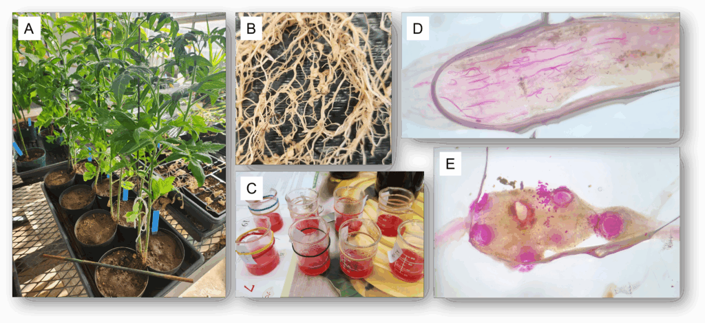 Image with 5 panels labeled A through E picturing A) tomato plants growing in split-pots in a tray on top of a greenhouse bench, B) clean tomato roots with root-knot nematode galls, C) a set of eight beakers containing acid fuschin dye and roots, D) a zoomed in picture of a root tip with fuschia stained juvenile nematodes and E) same as panel D but showing stained female root-knot nematodes.
