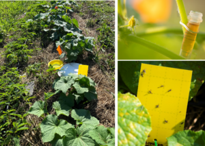 Fig 7. Various insect trapping methods.