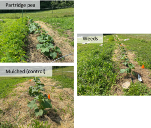 Fig. 4: Examples of each planting treatment for cucumber.
