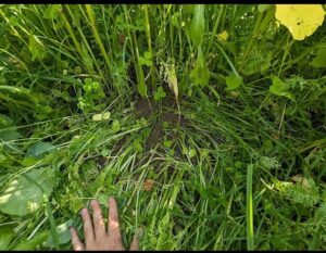 cover crop understory