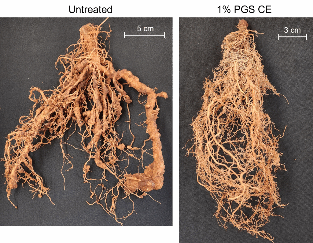 Two panels are pictured with two different root systems. The left panel is labeled untreated and the right is labeled 1% PGS CE. In the top right corner, both panels have a scale bar labeled 5 cm (left) and 3 cm (right).