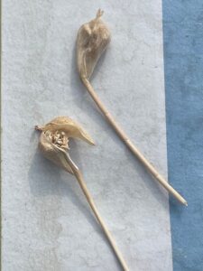Hand pollinated silique filled with vegetative tissue instead of seeds.