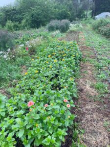 Zinnia bed starting to flower.