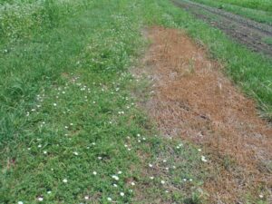 Roller/crimped bed showing bindweed and organic herbicide test patch