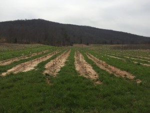 Late Winter/Early Spring 2016, Low Row Cover Establishment