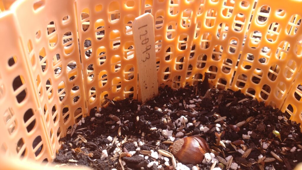 A photo of a chestnut seedling planted.