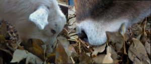 Windy eating ensiled ash on the 1st trial day, & Angelo doing the same