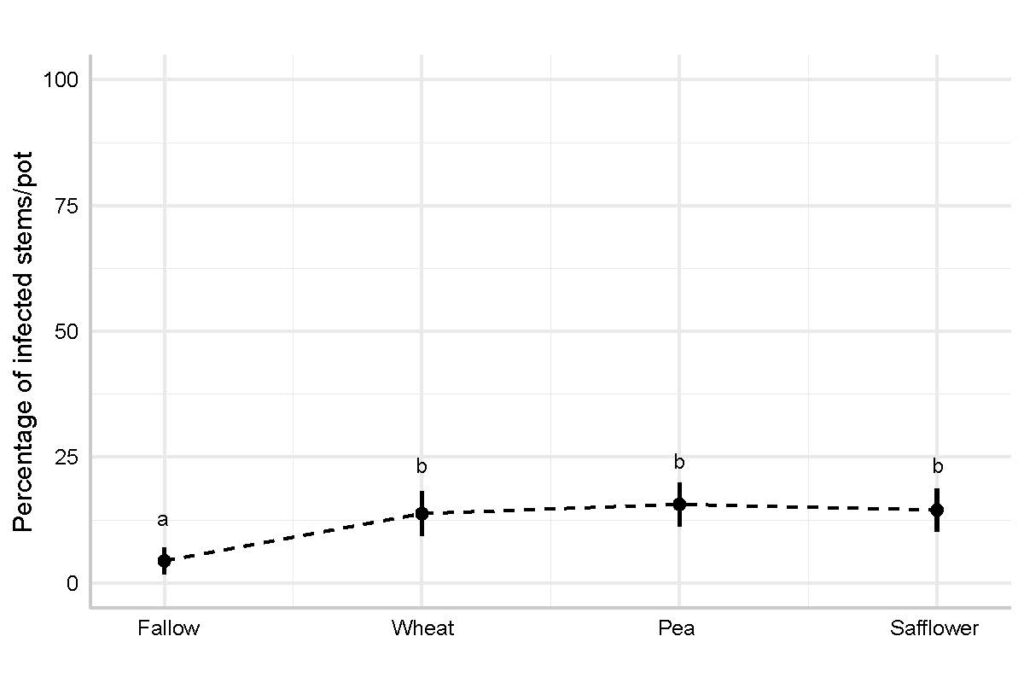 Percentage of systemically infected stems, out of the total C. arvense stems produced per pot, in the P. punctiformis inoculated treatment throughout the simulated crop sequence.