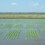 Organic Rice Crop at early stage