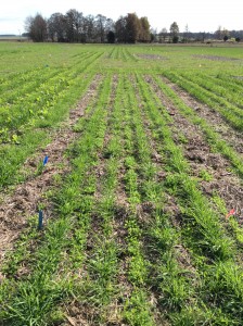 Cover crop plots two months after planting