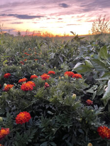 Community garden flowers 