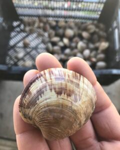 small clam