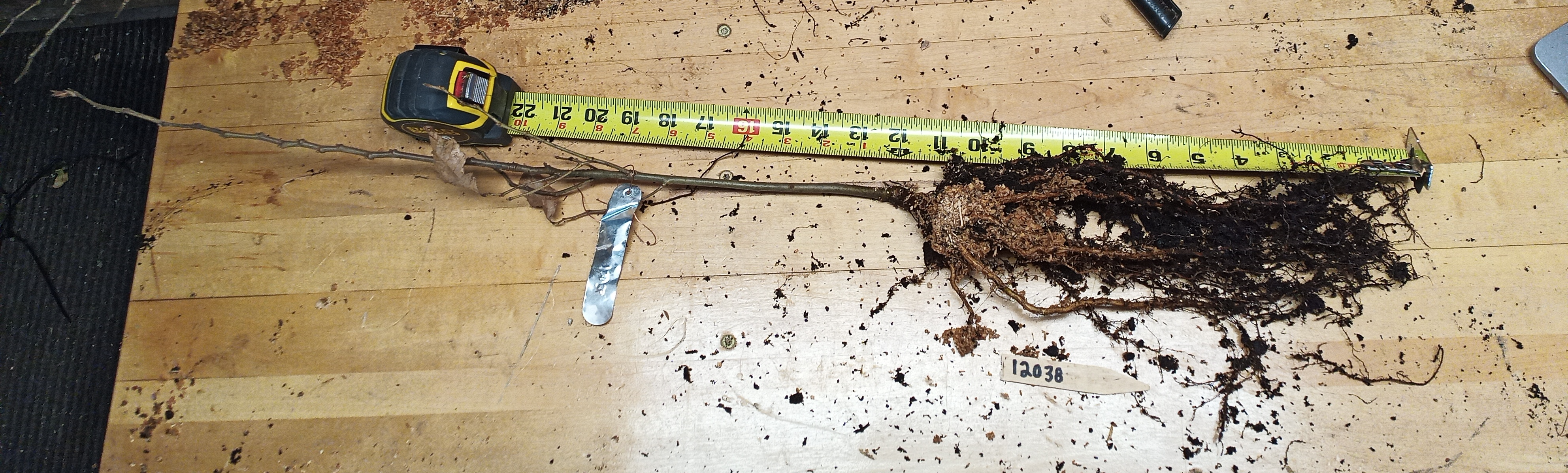 This photo is an example of the root system developed in a 12"-depth container.