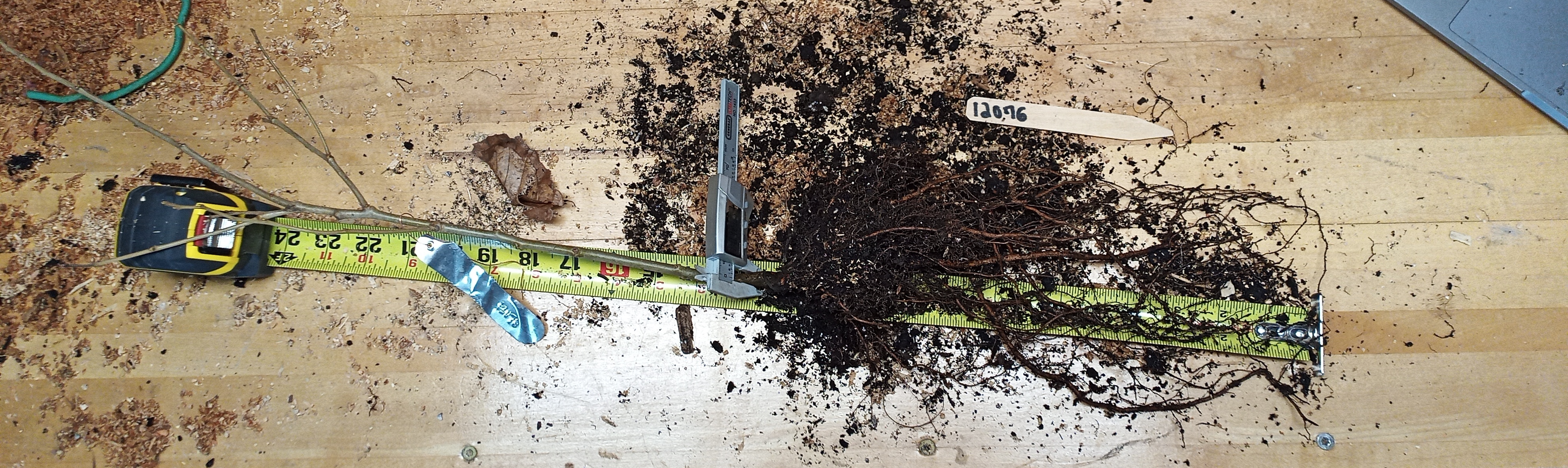 Example of 12" Chestnut Seedling Root Structure