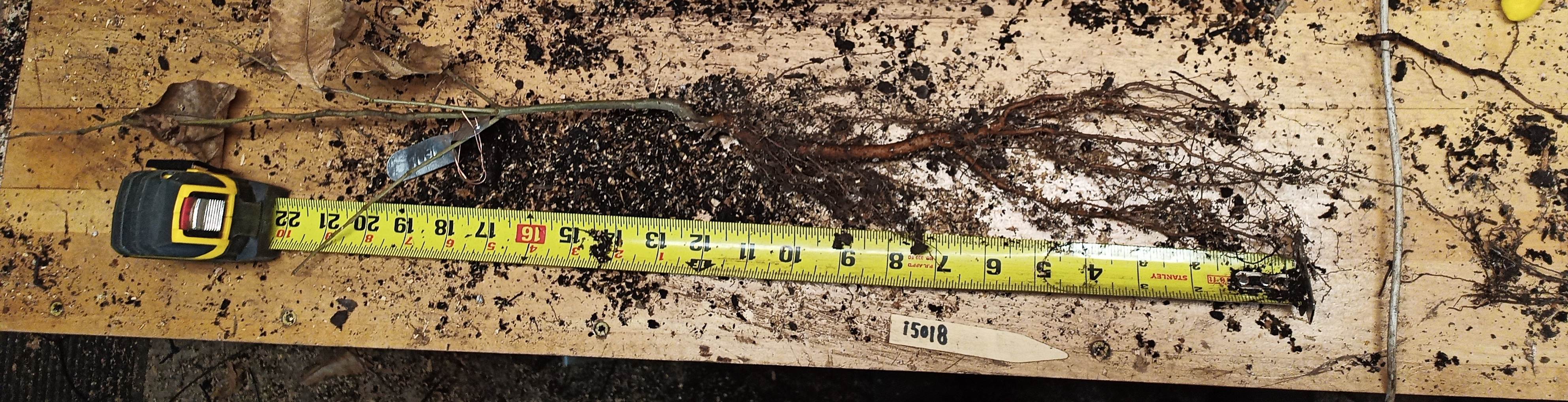 Example of 15" Chestnut Seedling Root Structure