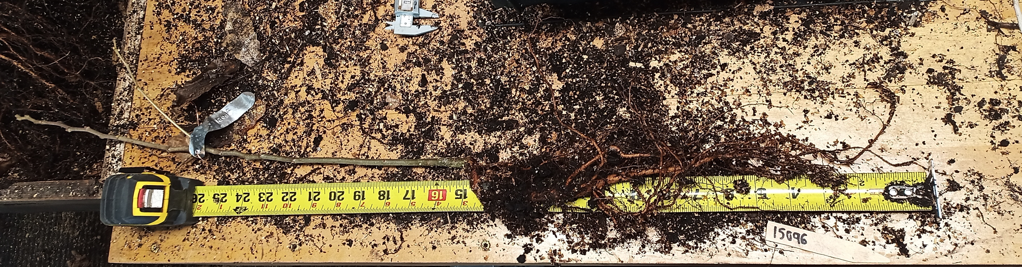 This photo is an example of the root system developed in a 15"-depth container.