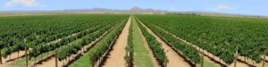Aero view Lordsburg vineyard cover crop