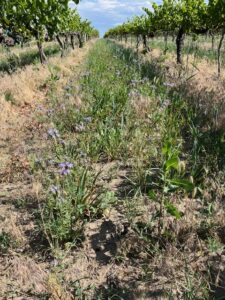 Sample of cover crops