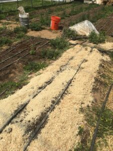 Sawdust mulch layer on vegetable row