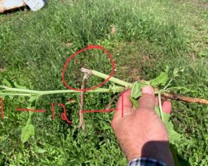Describe chicory adaptation to cutting