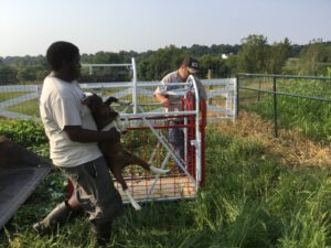 Weighing goats, Drumm Farm, 9/01/15 before the first grazing 