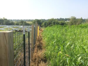 Cover Crop before grazing, 9/01/15, Drumm Farm