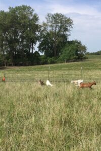 Sept 2, 2015, Hallar Farm first graze on cover crops-looks same as grass plot