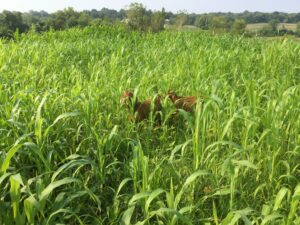 9/1/15, Goats in first graze of cover crops