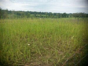 9/04/2015, Drumm Farm, 5 young goats ate lots of cover crops. 