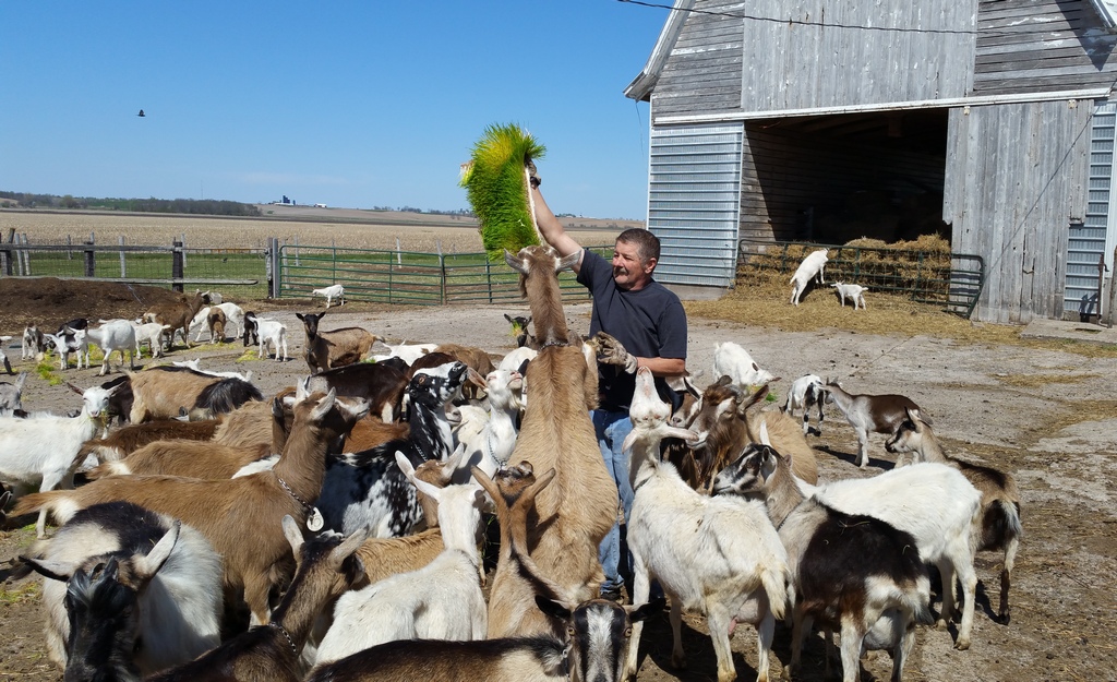 Growing hydroponic fodder for dairy goats on a limited acreage farm