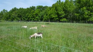 5/07/16, Lynnewood Farm-late for second graze