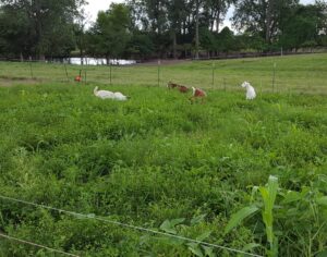 08/12/16,Hallar Farm, deep cover crops of 3rd graze.  4th cover crop mix broadcast so goats would trample it in.