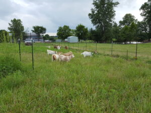 8/12/16, Hallar Farm, goats on grass test plot