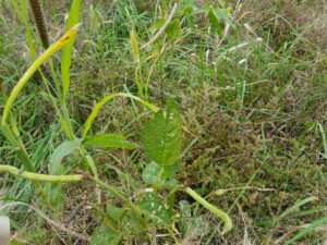 Hallar, soil health analysis collection day, 10/14/2016 cowpeas & millet