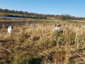 12/01/16 cover crops brown & deep, goats gained weight on standing hay.