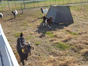 Drumm Farm, final graze on grass test plot, 12/01/16
