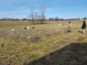 Final day of grazing 12/15/16, Hallar Farm, weigh out day!