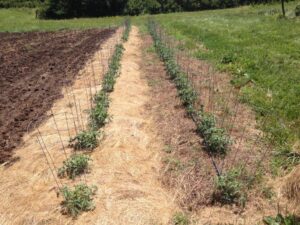 Hay mulch on left, rolled cover crop on right, June 28