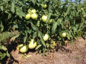 Fruit set on hay mulched tomatoes, August 16