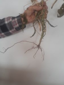 This is a picture of the green bean roots that were grown without the benefit of woodchips. Notice how short the roots are.