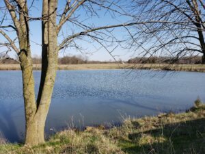 View of Pond