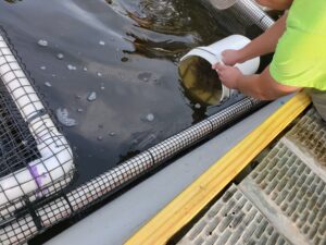 Walleye released into cage